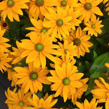 Nyaraló Klara W Ogrodzie Łeba