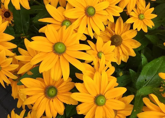 Casa de Férias Klara W Ogrodzie Łeba